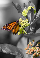 untitled-2