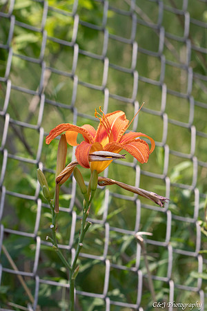 Tiger Lilly