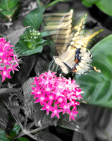 Battus Philenor pipervine  swallowtail Butterfly.