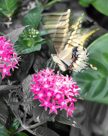 Battus Philenor pipervine  swallowtail Butterfly.