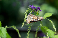 Painted Butterfly- also known as Vanessa Cardui.