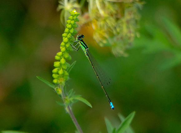 A Damselflie.