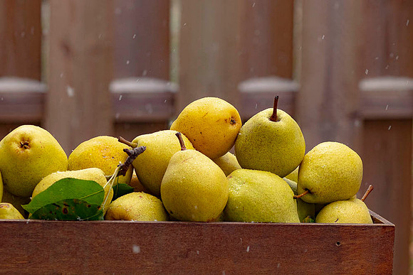 Pears on a snowy day.