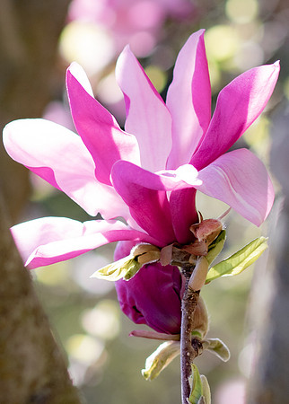 Magnolia flower.