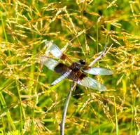 2 Dragonfly.