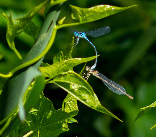 Demselfly.