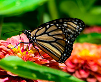 Monarch Butterfly.