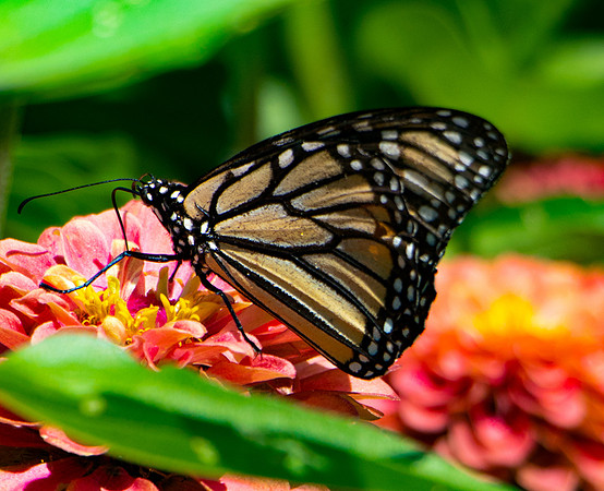 Monarch Butterfly.