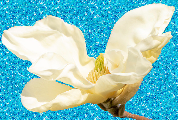 A splash of a flower.