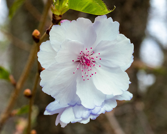 A flower.