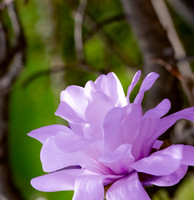 Purple Magnolia.