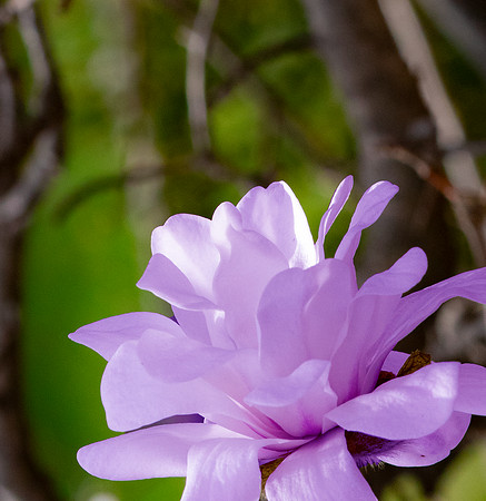 Purple Magnolia.