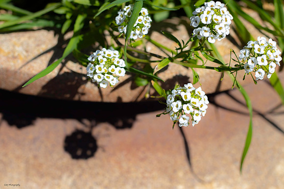 A flower in a pot.