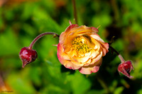 A flower in a pot.