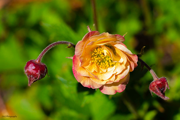 A flower in a pot.
