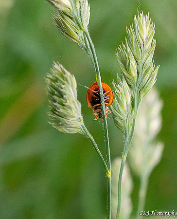 Ladybug taking a stroll.
