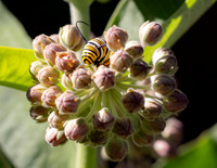 Caterpillar.