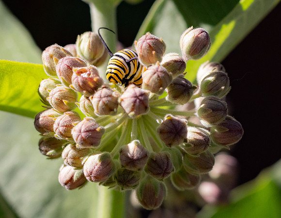Caterpillar.