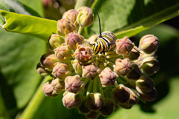 Caterpillar.