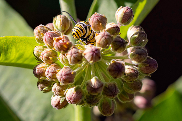 Caterpillar on milkweed 2021.