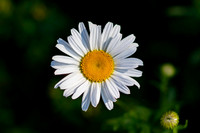 Wild Daisy
