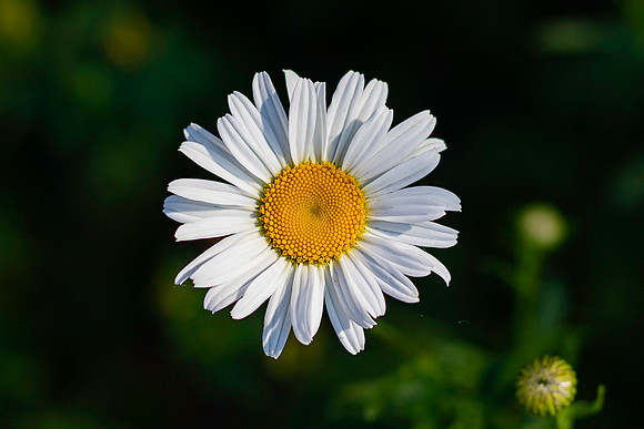Wild Daisy
