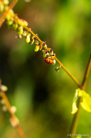 2 Lady bugs.