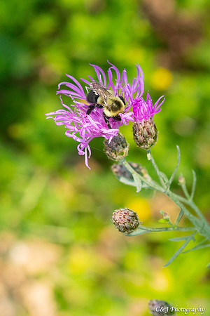 A bee & its flower.