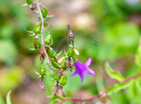2 Golden dragonfly.