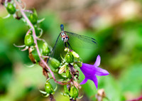 2 Golden Dragonfly.