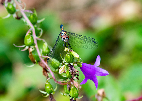 2 Golden Dragonfly.