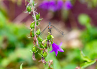 2 Golden Dragonfly.