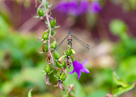 2 Golden Dragonfly.