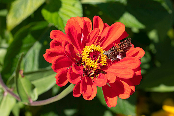 Butterfly & a red flower.