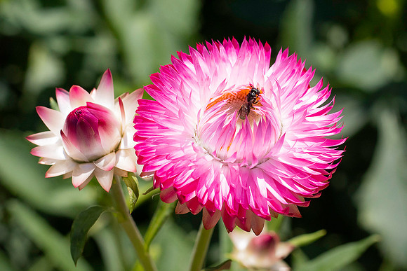 Pink flower and a bee.