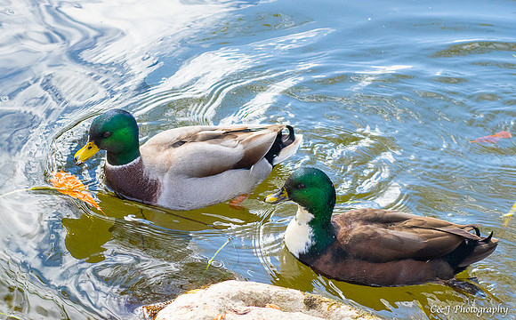 A couple Ducks