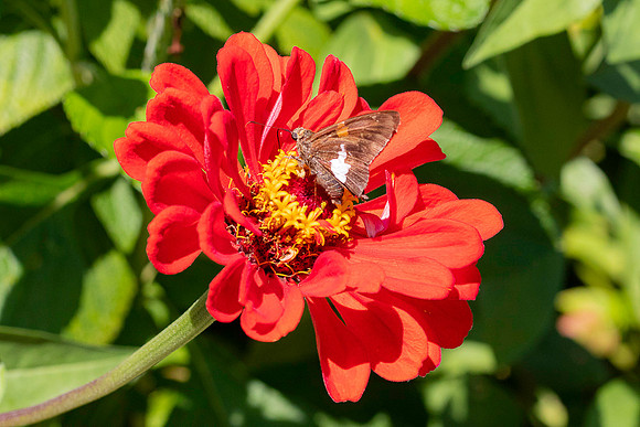 Butterfly & a red flower.