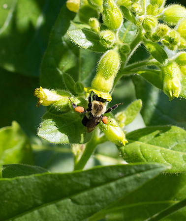Bee busy at work.