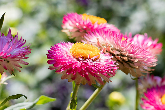 Pink Flowers.