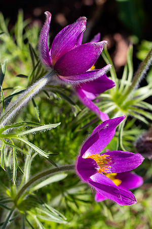 Purple Flowers.