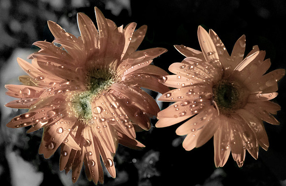 "Raindrops" 2018