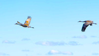 Flying Sand Cranes.
