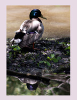 Lucky Duck"2018.