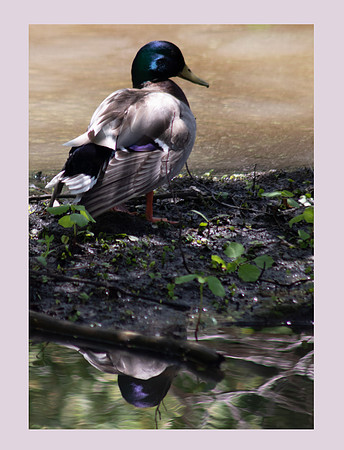 Lucky Duck"2018.