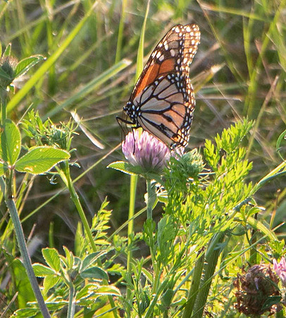 " Butterfly Clover Tasting"  2019.