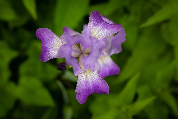 Iris Flower.