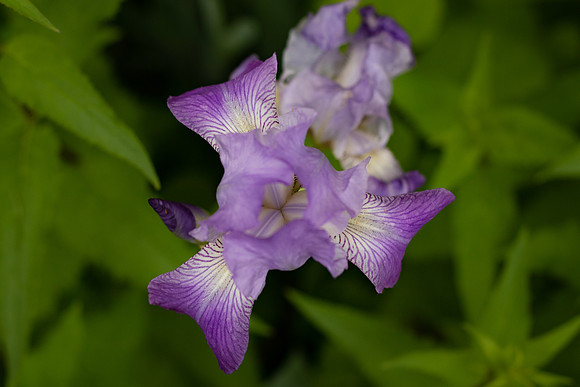 Iris Flower.