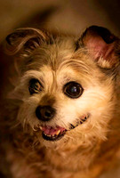 Pet Portrait 2019
