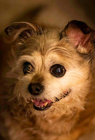 Pet Portrait 2019