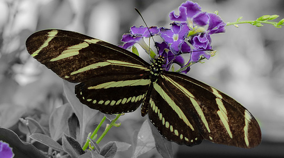 Zebra Longwing Butterfly.